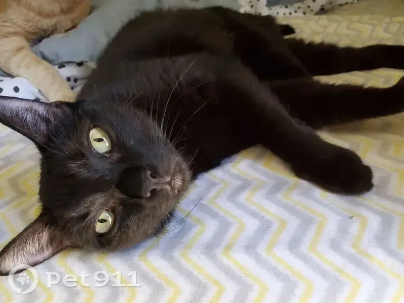Lost cat, North Thunderbird Drive, 5190, Apache Junction — female, black with green eyes - photo