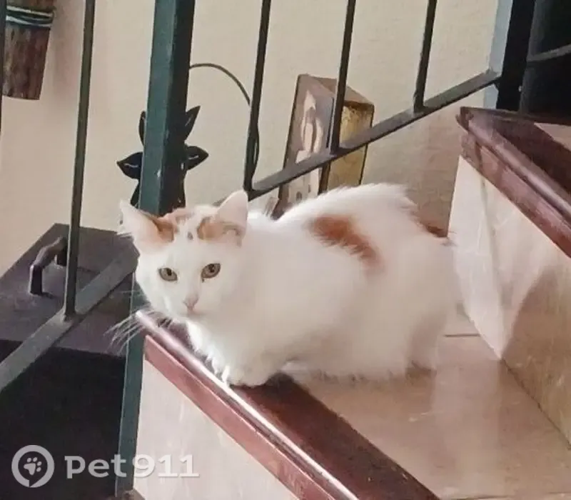 Gato perdido, Calle de la Dorada, 7, Alicante — pelo largo y muy asustadizo - photo