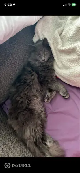 Lost cat, Charles Street, 11, Luray, Arlington — male with a fluffy tail and green eyes - photo