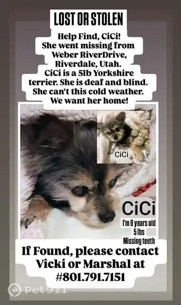 Lost dog, South Weber River Drive, 4375, Riverdale, Riverdale — female older Yorkie, blind and deaf - photo