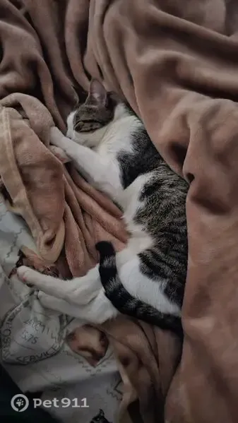 Gato perdido, Travessa Lua Nova, 174 — tigrado e branco, com olhos verdes - photo