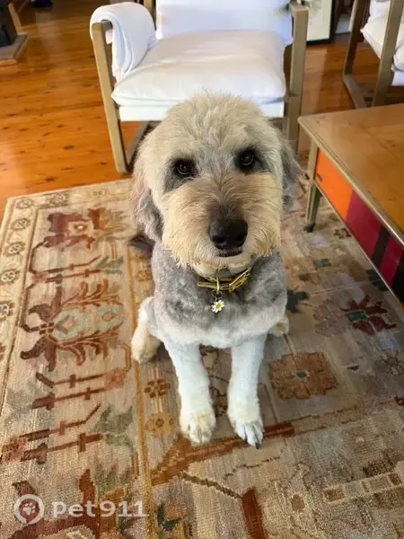 Lost Dog (male), Crohamhurst Road, Sunshine Coast, Brisbane — grey and light brown with a grey tick collar - photo