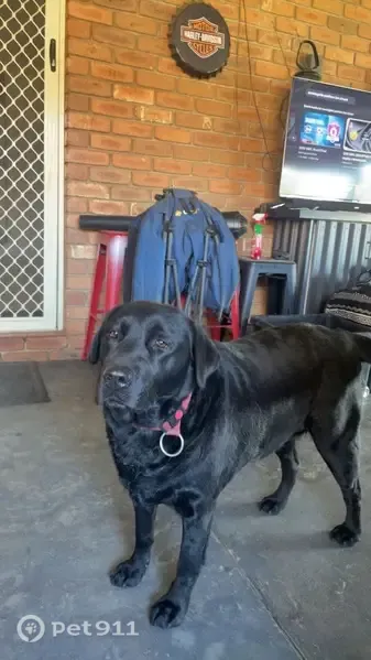 Lost dog, female, Golden Heights Drive, 17, Greater Bendigo, Bendigo – black Labrador with a red collar - photo