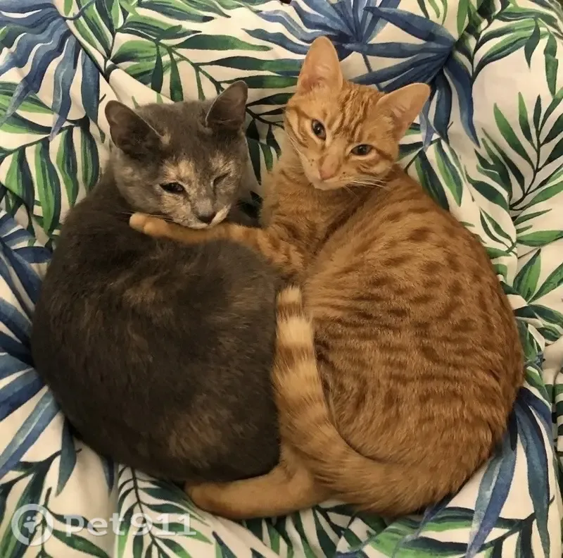 Perdido gato hembra, Passeig Garbí, 134, Castelldefels — gris con mancha blanca en la cara - photo