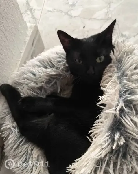 Gato perdido, hembra, Calle Vicente Blasco Ibáñez, 87, Torrevieja, Orihuela — se llama Bagira - photo