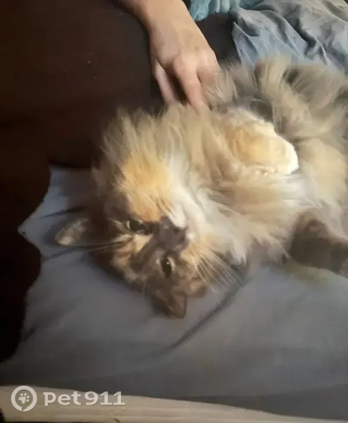 Lost cat, Suffolk Park, New South Wales, Sydney — very fluffy with a stumpy tail - photo