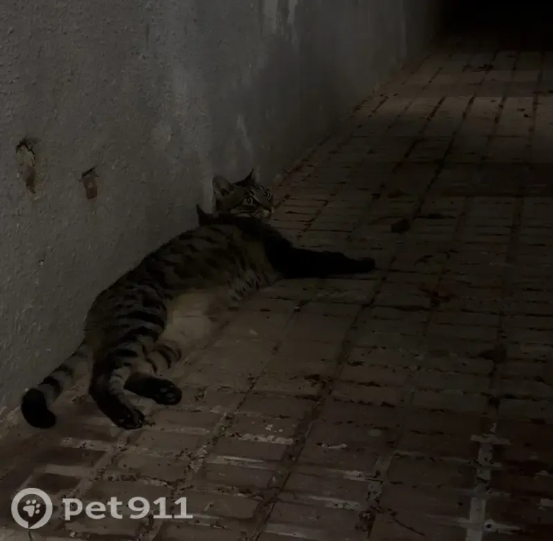 Gato perdido, Calle Ventura Morón, 2, Algeciras — aparece solo por las noches - photo