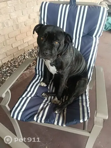 Lost Dog, female, Minninup Road, 198, Bunbury — purple collar - photo