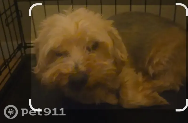 Lost dog, Penwood Drive, 2676, El Paso — timid male with limited vision - photo
