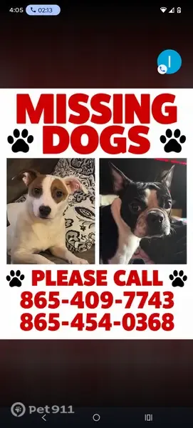 Lost dog, Mountain Mist Lane, 7100, Powell — energetic terrier - photo
