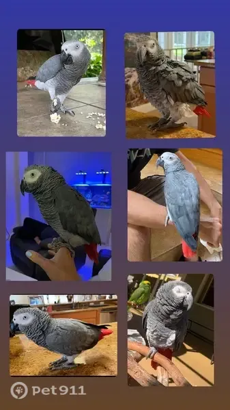 Lost bird, Delray Beach, Florida, West Palm Beach — male with a bright red tail - photo
