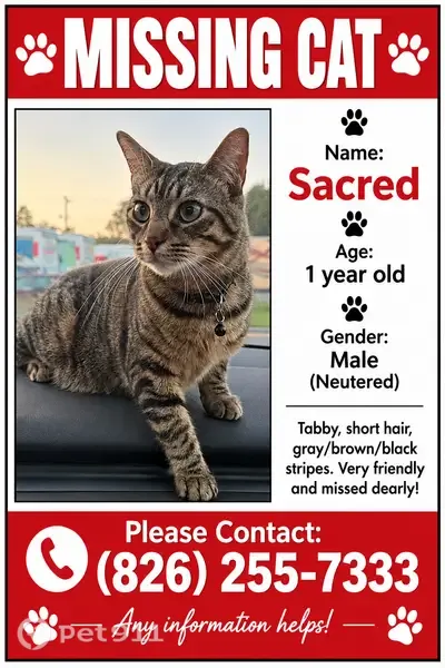Lost cat, Frontier Fort Lane, 115, Strasburg — 1-year-old male brown tabby - photo