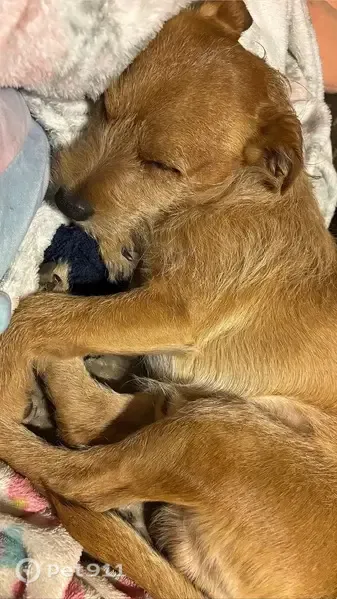 Lost male dog, East 112th Street, 1761, Burbank — small brown furry dog - photo