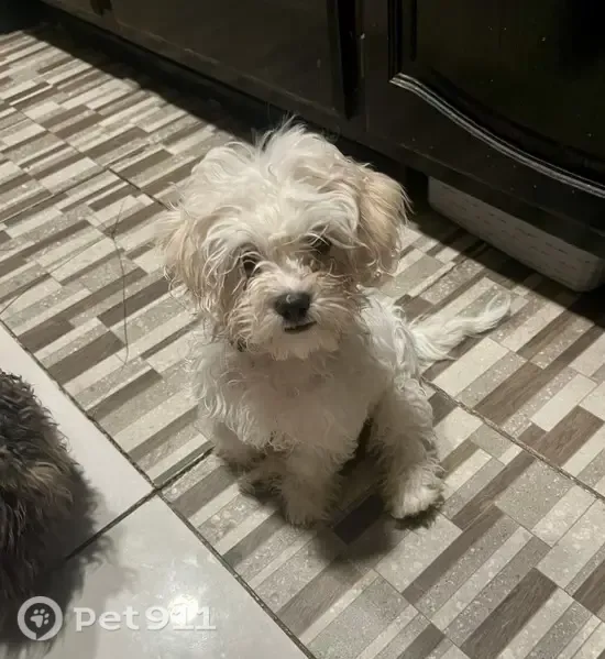 Lost dog, West Baseline Road, 1947, Phoenix — female with a pink collar - photo