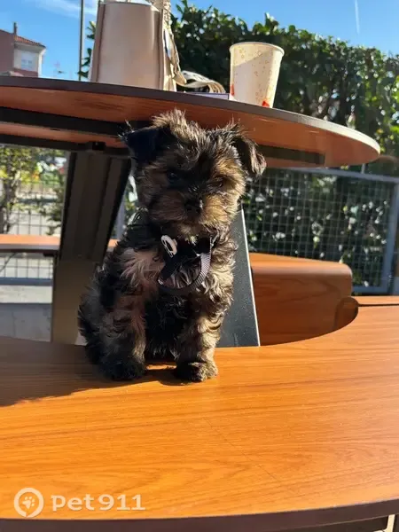 Perro perdido macho, Calle María Moliner, 3, Gijón — desapareció en Alcampo - photo