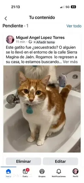 Gato perdido, Calle Sierra Mágina, 24, Jaén, Jaen — canela y blanco - photo
