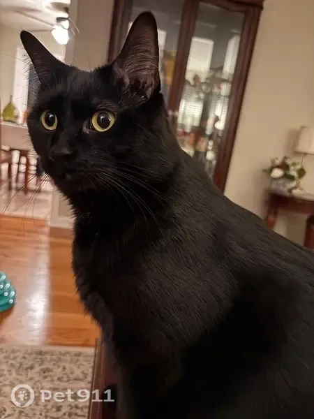 Lost male cat, Seattle Drive, 750, Lexington, Baton Rouge — answers to Marley - photo