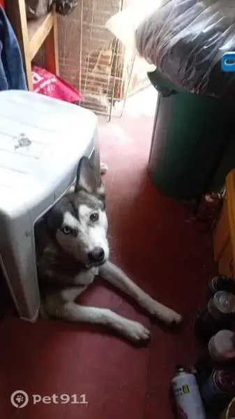 Perro perdido, Enrique Díaz de León 2582, Guadalajara, Zapopan — husky blanco con gris - photo