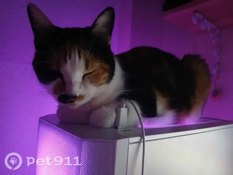 Gato perdido, Cenes de la Vega, Andalucía, Granada — hembra calicó con mancha característica en la nariz - photo