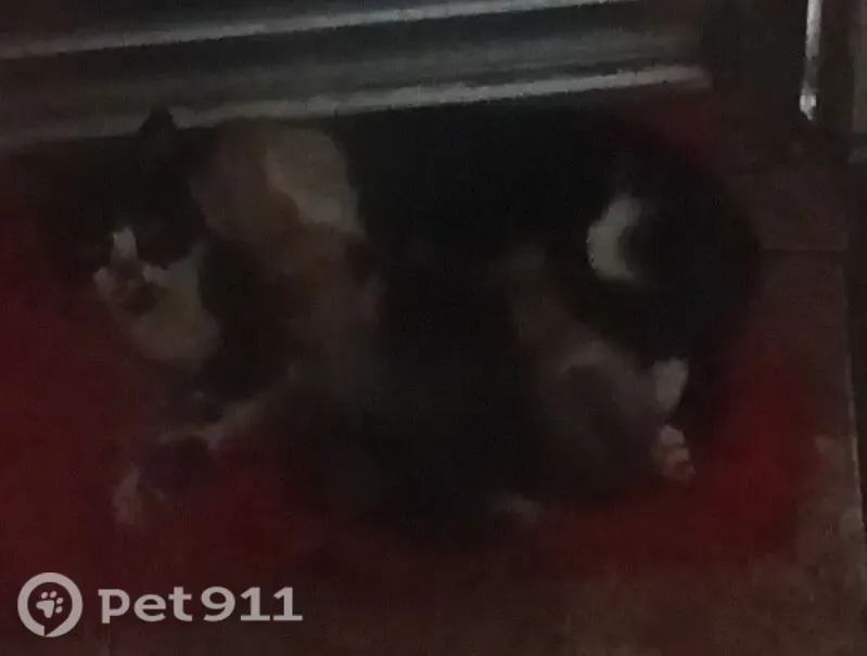 Gato perdido, Avenida Mariana do Carmo Nogueira, Volta Redonda — fêmea preta com mancha branca no pescoço - photo