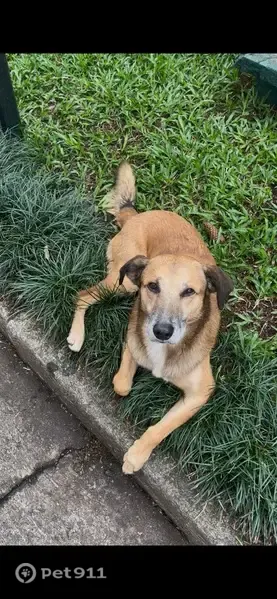 Encontrado cachorro macho, Rua Barão de Pirapama, São Paulo — responde a comandos - photo