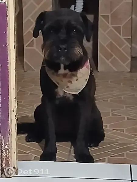 Encontrado cachorro (fêmea), Rua Doutor Salvador França, Porto Alegre — dócil e brincalhão - photo