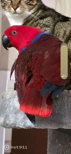 Lost Bird, Segenhoe Place, 3, Hawkesbury City Council, Sydney — female Ecclectus Parrot answering to Chilli - photo