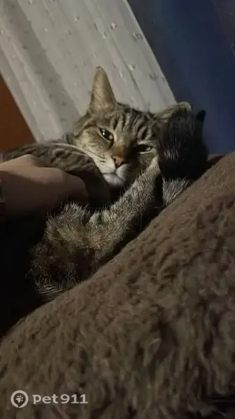 Lost cat, Peddie Street, Pretoria, Centurion — vocal grey tabby with black stripes - photo