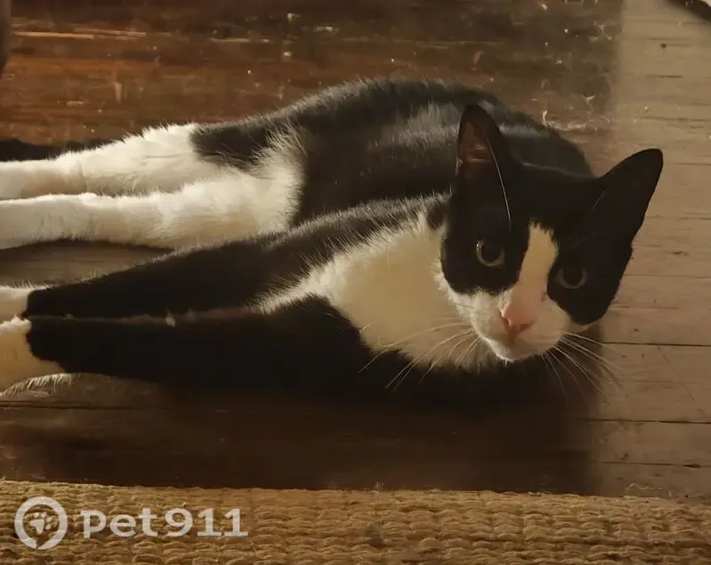 Gato perdido, Muñoz Maria Kalea, 10, Bilbao — patitas blancas y mancha negra en la mandíbula - photo