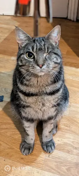 Lost cat, male, Ickburgh Road, England, London — one-eyed grey/black tabby - photo