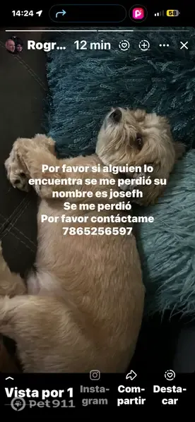 Lost Dog, Southwest 8th Street, 8730, Miami — Caramelo, male - photo