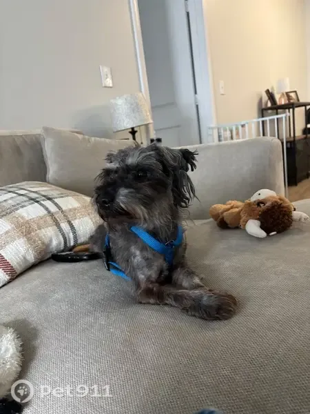Found male dog, Pooler Parkway, 500, Pooler — young black and grey Schnauzer - photo