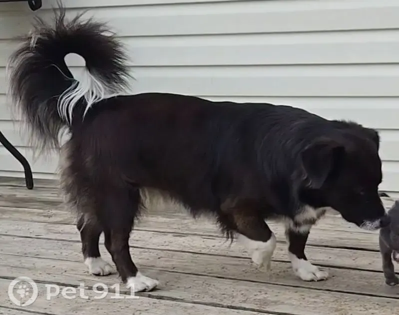 Lost female dog, Alabama 117, Flat Rock — black and white with short legs - photo