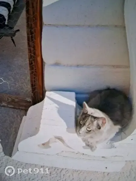 Lost cat, male, South Pearl Street, 5070, Las Vegas, Arlington — solid gray with green eyes - photo