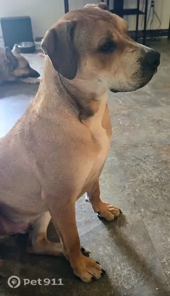 Lost male dog, Hattiesburg — 9-month-old puppy with white muzzle and chest - photo