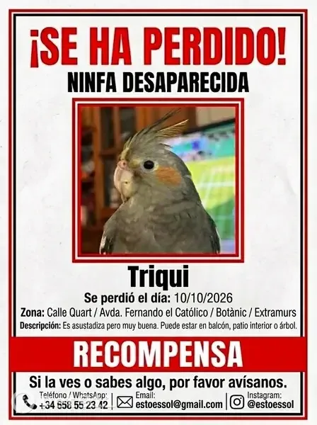 Ave perdida hembra, Calle Quart, Valencia — ninfa gris que responde al nombre Triqui - photo
