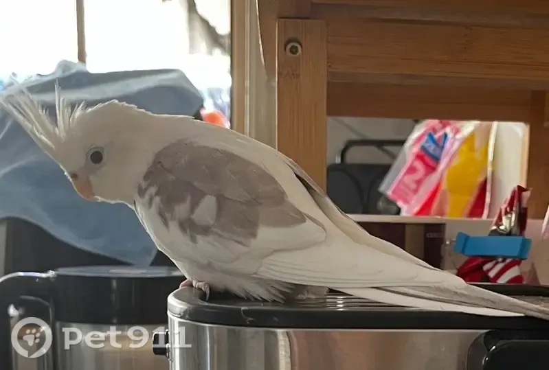 Lost bird, Fairfield, New South Wales, Sydney – male, mostly white with grey wing markings - photo