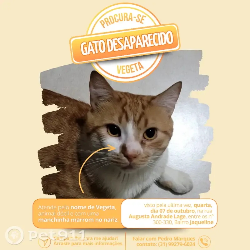Gato perdido macho, Rua Augusta Andrade Lage, 300, Belo Horizonte — pelagem laranja rajada com branco e mancha marrom na narina direita - photo