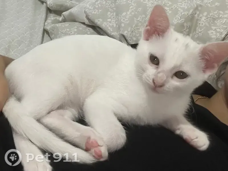 Gato perdido, hembra, Calle Matilde Peñaranda, 35, Torrevieja — 3 meses y mancha negra - photo