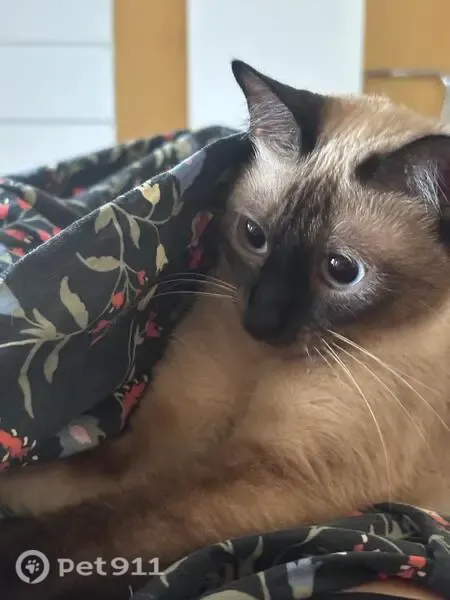 Gato perdido, Plaza Dos de Mayo, Santander — siamés de pelo corto y ojos azules - photo