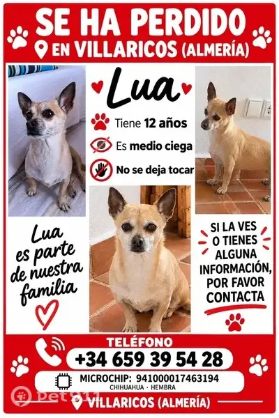 Perra perdida, Villaricos, Andalucía, Madrid — se salió de casa y podría estar desorientada - photo
