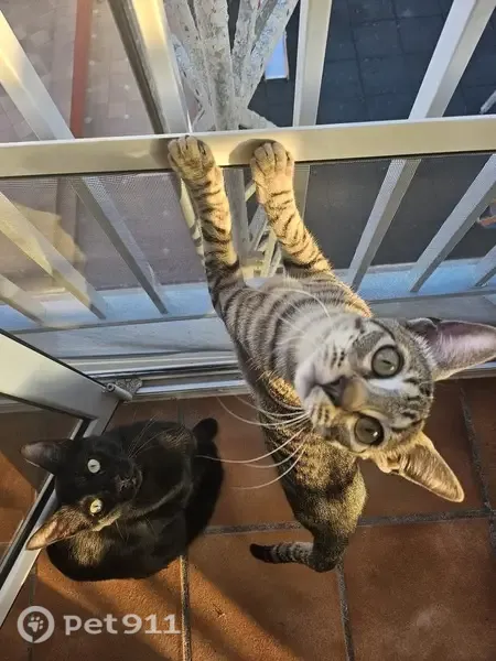 Perdido gato hembra, Carrer Apòstol Santiago, 78, Benicàssim, Castello de la Plana — atigrada gris - photo