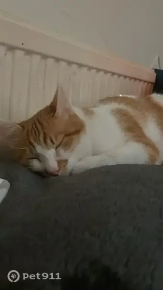Lost cat, Belvedere Mount, 9, Wibsey — male, white and orange - photo