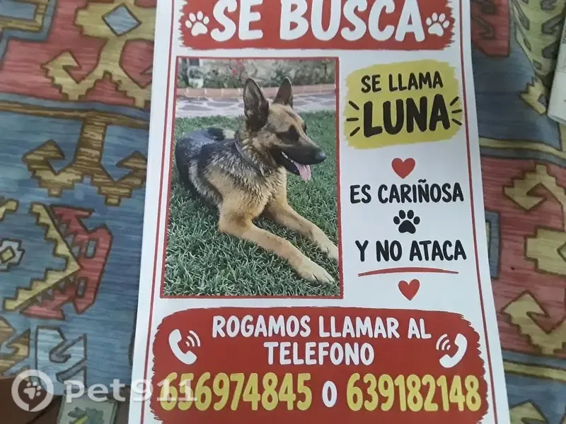 Perdido perro hembra, Picassent, Comunidad Valenciana, Valencia — Pastor Alemán - photo