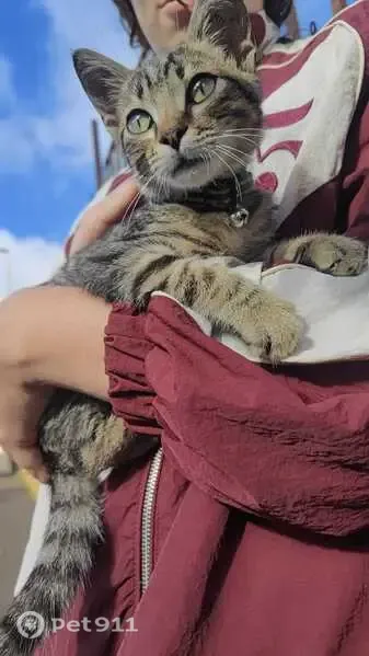 Gato encontrado, Calle San Francisco de Paula, Canarias, La Laguna — gris atigrado - photo