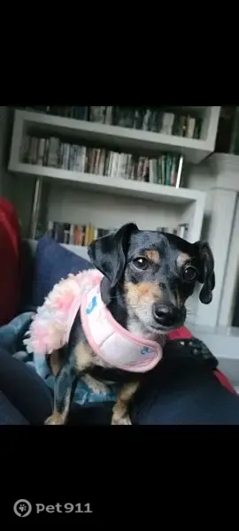 Lost female dog, 97A Avenue, 12663, Surrey, Blaine — black with brown coloring, 4 years old - photo