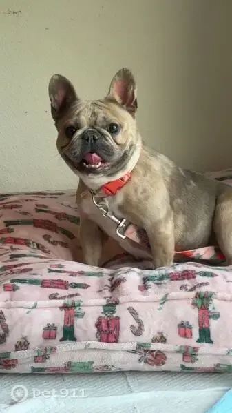 Lost dog, Central Avenue, 6222, Riverbank — female Frenchie named Princess - photo