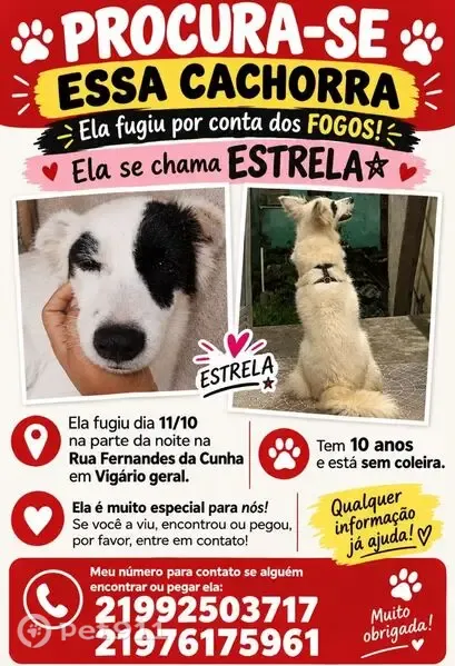 Cachorro perdido, Rua Fernandes da Cunha, 1227 — fêmea branca sem coleira - photo