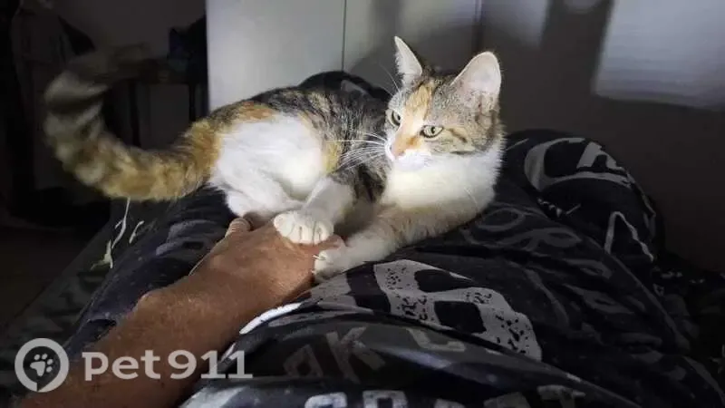 Missing cat Female, Gqeberha (zl002880) - photo