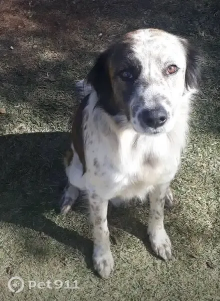 Cachorro perdido, Rua Major Hermínio de Souza Valle, 81 — rosto com pintas - photo